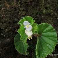 Begonia hirtella Link